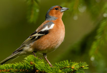 Caccia in deroga al fringuello, la sentenza del Tar Caccia in deroga al fringuello
