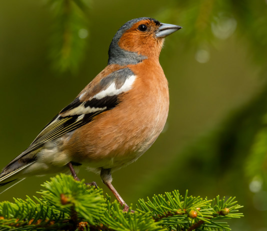 Caccia in deroga al fringuello, la sentenza del Tar Caccia in deroga al fringuello