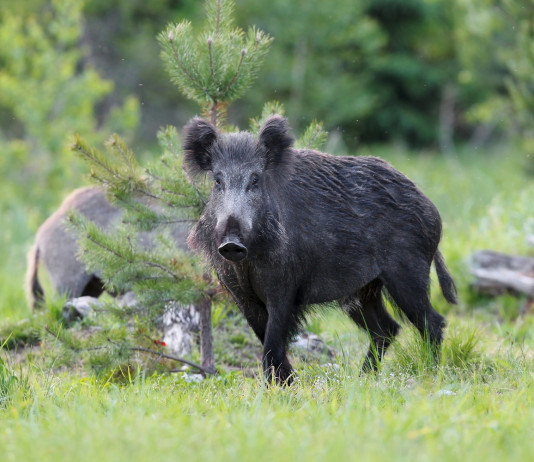 Controllo faunistico, la decisione del Molise controllo faunistico