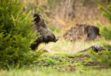 Controllo faunistico, la sentenza della Corte costituzionale sui soggetti autorizzati Controllo faunistico, la sentenza della Corte costituzionale sui soggetti autorizzati