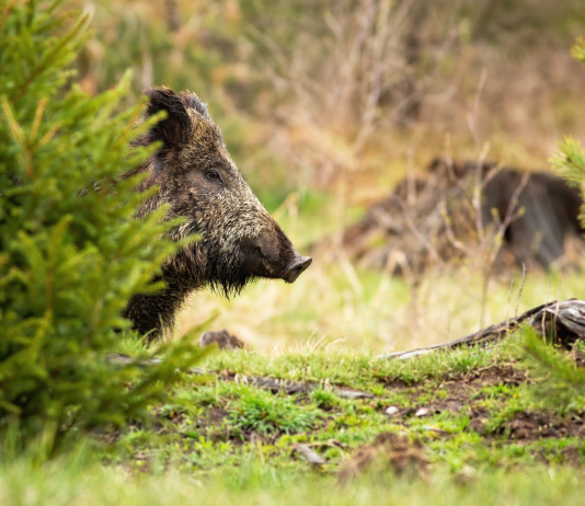 Controllo faunistico, la sentenza della Corte costituzionale sui soggetti autorizzati Controllo faunistico, la sentenza della Corte costituzionale sui soggetti autorizzati