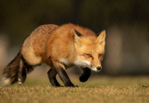 Controllo faunistico nelle Marche, la sentenza del Tar Controllo faunistico nelle Marche: volpe
