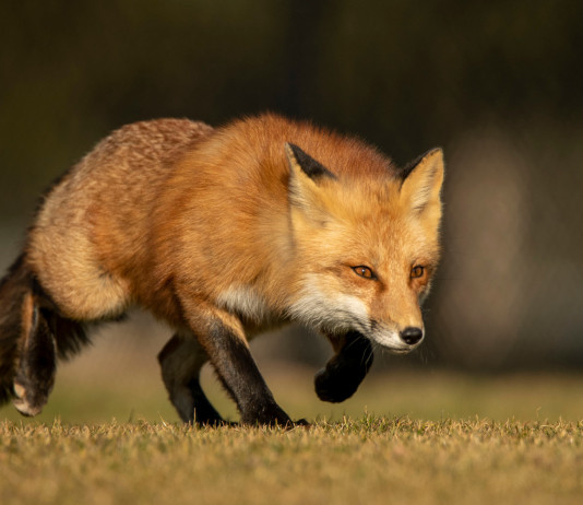 Controllo faunistico nelle Marche, la sentenza del Tar Controllo faunistico nelle Marche: volpe