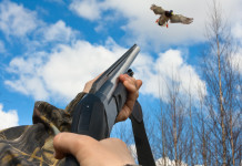 Direttiva Uccelli, l’iniziativa dell’intergruppo caccia Direttiva Uccelli, l’iniziativa dell’intergruppo caccia