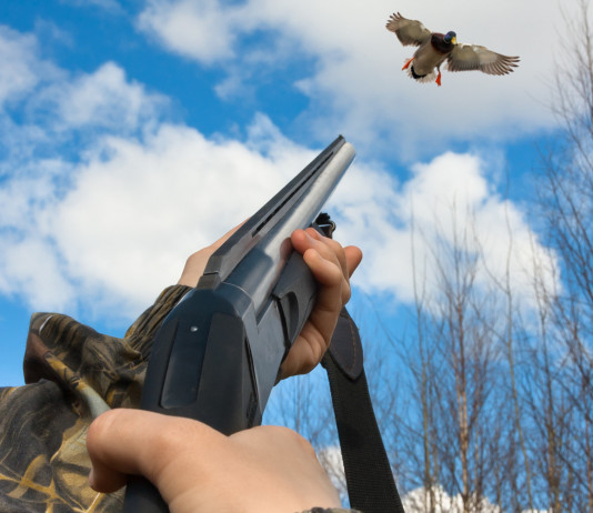 Direttiva Uccelli, l’iniziativa dell’intergruppo caccia Direttiva Uccelli, l’iniziativa dell’intergruppo caccia