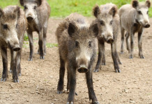 Gestione del cinghiale, Toscana respinge mozione Lega Gestione del cinghiale: cinque cinghiali in gruppo