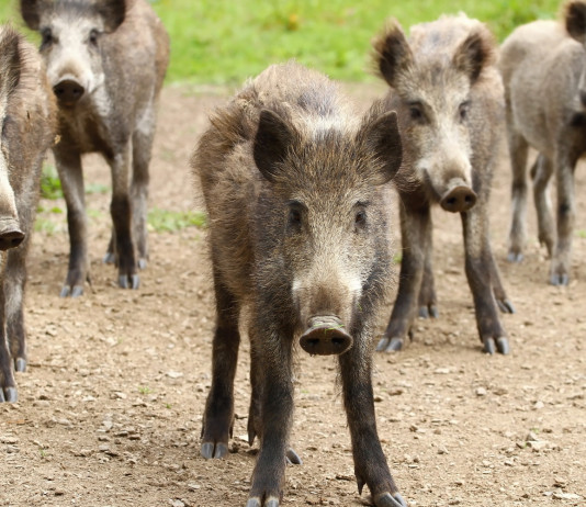 Gestione del cinghiale, Toscana respinge mozione Lega Gestione del cinghiale: cinque cinghiali in gruppo