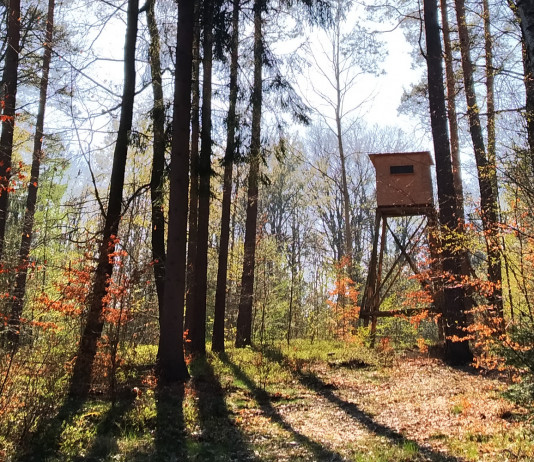 Il futuro della caccia: una falsa spaccatura il futuro della caccia: altana nel bosco