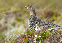 Pernice bianca e lepre variabile in Valle d’Aosta, il Tar si esprime sul ricorso pernice bianca e lepre variabile