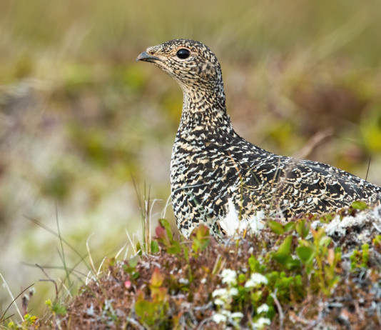 Pernice bianca e lepre variabile in Valle d’Aosta, il Tar si esprime sul ricorso pernice bianca e lepre variabile