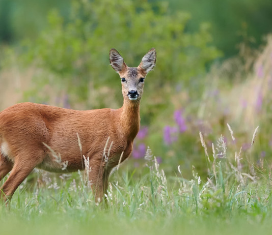 Piani di prelievo per la stagione 2021/2022: le indicazioni di Ispra Piani di prelievo per la stagione 2021-2022: femmina di capriolo in prato primaverile