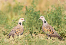 Piano di gestione della tortora, la posizione del governo e le reazioni piano di gestione della tortora: due tortore in un prato