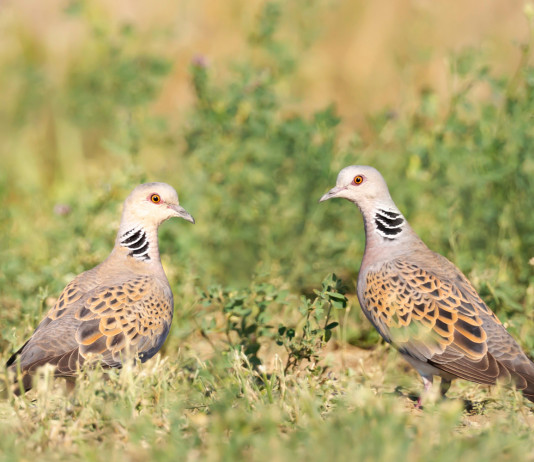 Piano di gestione della tortora, la posizione del governo e le reazioni piano di gestione della tortora: due tortore in un prato