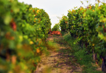 Piano faunistico-venatorio della Toscana: la videoconferenza in programma Piano faunistico-venatorio della Toscana la videoconferenza in programma