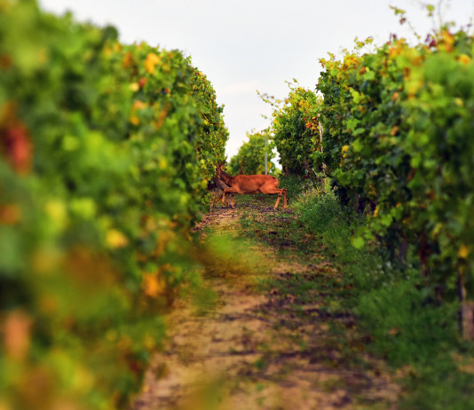 Piano faunistico-venatorio della Toscana: la videoconferenza in programma Piano faunistico-venatorio della Toscana la videoconferenza in programma
