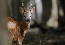 Referendum sulla caccia, Enpa si dissocia Referendum sulla caccia, Enpa si dissocia