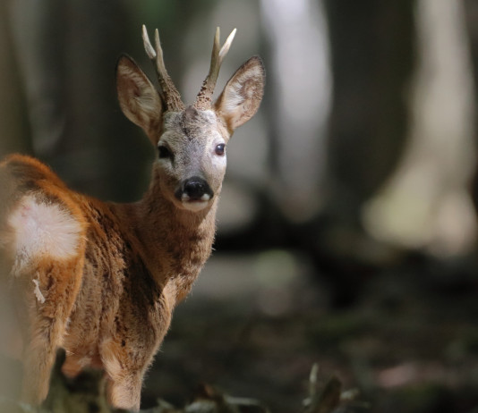 Referendum sulla caccia, Enpa si dissocia Referendum sulla caccia, Enpa si dissocia