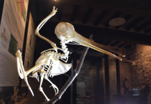 Lo scheletro della beccaccia: l’evoluzione dei dinosauri beccaccia