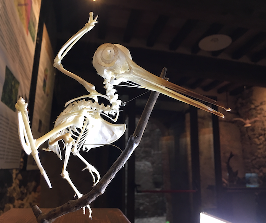 Lo scheletro della beccaccia: l’evoluzione dei dinosauri beccaccia