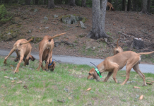 Cani da seguita: il dizionario del segugio segugio