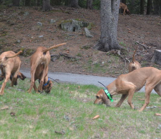 Cani da seguita: il dizionario del segugio segugio