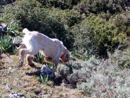 Caccia con il cane da ferma: naso a terra cane da ferma