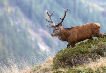7° Caccia, passione e ricordi: ecco i vincitori del concorso di letteratura venatoria 7° Caccia, passione e ricordi: cervo in ambiente alpino