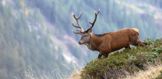 7° Caccia, passione e ricordi: cervo in ambiente alpino