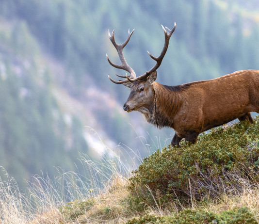 7° Caccia, passione e ricordi: ecco i vincitori del concorso di letteratura venatoria 7° Caccia, passione e ricordi: cervo in ambiente alpino