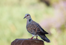 Caccia alla tortora: l’iniziativa di Federcaccia e UniPi caccia alla tortora: tortora su albero