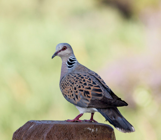 Caccia alla tortora: l’iniziativa di Federcaccia e UniPi caccia alla tortora: tortora su albero