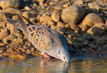 Caccia alla tortora, novità venerdì? caccia alla tortora: tortora beve in corso d'acqua