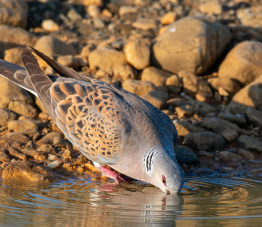 Caccia alla tortora, novità venerdì? caccia alla tortora: tortora beve in corso d'acqua