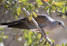 Caccia alla tortora, tempi stretti ma non impossibili caccia alla tortora: tortora su un ramo