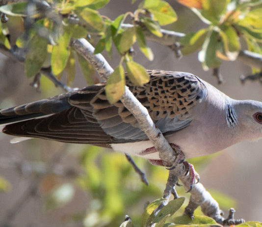 Caccia alla tortora, tempi stretti ma non impossibili caccia alla tortora: tortora su un ramo