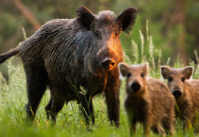 Caccia di selezione al cinghiale, Umbria approva regolamento Caccia di selezione al cinghiale: femmina di cinghiale con piccoli