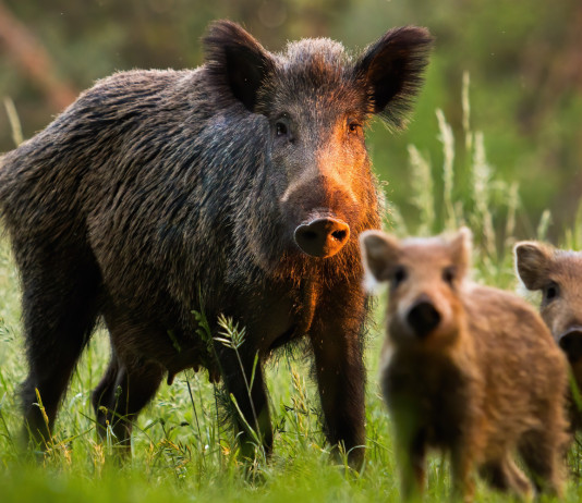 Caccia di selezione al cinghiale, Umbria approva regolamento Caccia di selezione al cinghiale: femmina di cinghiale con piccoli