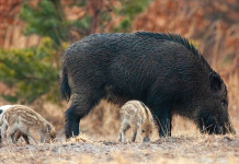 Caccia di selezione al cinghiale, la Calabria apre Caccia di selezione al cinghiale: cinghiale femmina con piccoli