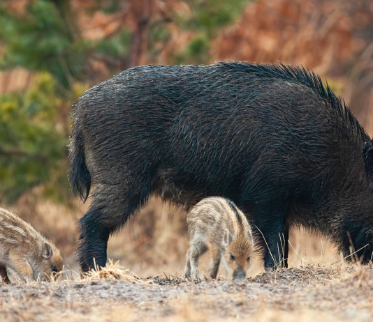 Caccia di selezione al cinghiale, la Calabria apre Caccia di selezione al cinghiale: cinghiale femmina con piccoli