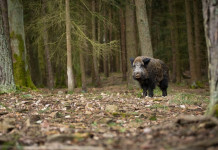 Caccia di selezione al cinghiale, la Toscana decide caccia di selezione al cinghiale