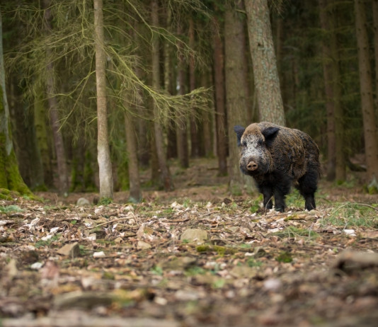 Caccia di selezione al cinghiale, la Toscana decide caccia di selezione al cinghiale