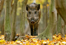 Caccia e controllo faunistico, la decisione della Liguria Caccia e controllo faunistico: cinghiale nel bosco autunnale