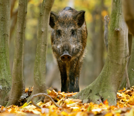 Caccia e controllo faunistico, la decisione della Liguria Caccia e controllo faunistico: cinghiale nel bosco autunnale