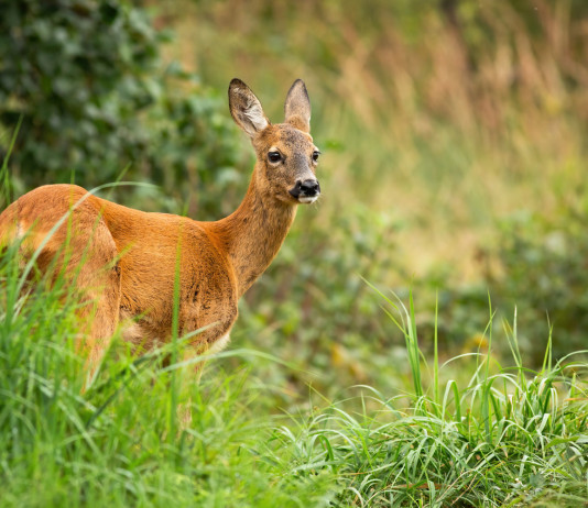 Caccia in zona rossa e arancione, via libera della Lombardia Caccia in zona rossa e arancione: femmina di capriolo nel bosco