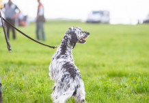 Caccia nei fondi privati, depositata richiesta di referendum Caccia nei fondi privati: setter inglese da caccia al guinzaglio