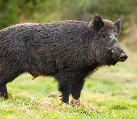 Cacciatori di selezione di Benevento, Campania istituisce registro Cacciatori di selezione di Benevento: cinghiale a cartolina