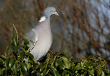 Calendario venatorio della Campania, il post dell’assessore Calendario venatorio della Campania: piccione su un albero