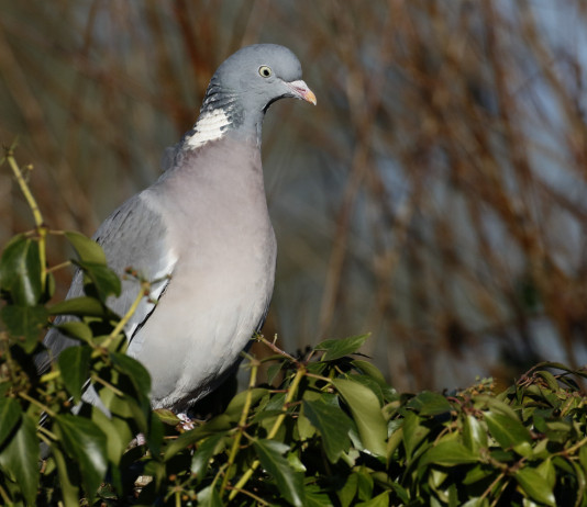 Calendario venatorio della Campania, il post dell’assessore Calendario venatorio della Campania: piccione su un albero