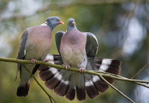 Calendario venatorio della Campania, le associazioni contro la giunta Calendario venatorio della Campania: due colombacci su un ramo