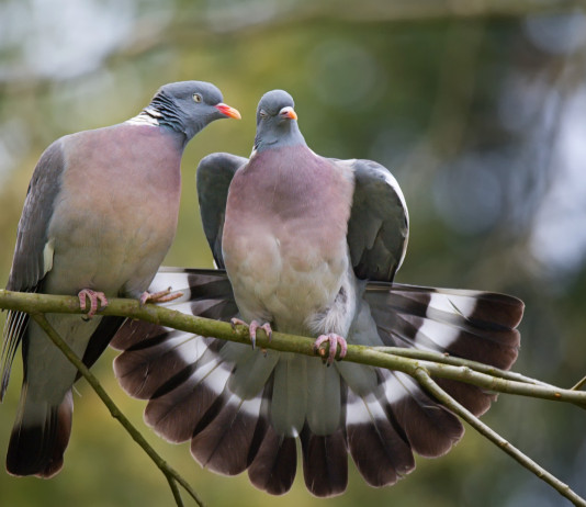 Calendario venatorio della Campania, le associazioni contro la giunta Calendario venatorio della Campania: due colombacci su un ramo